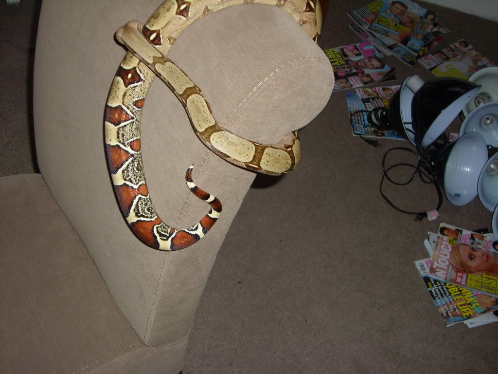 Now lets see all the craigslist snakes!!!!! RedTailBoas Ultimate