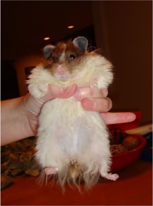 fat syrian hamster