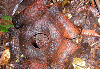 A Dying Rafflesia