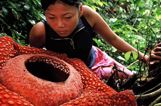 The Rafflesia