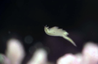 Look! It's A Sea-Monkey!