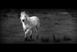 A White Horse?