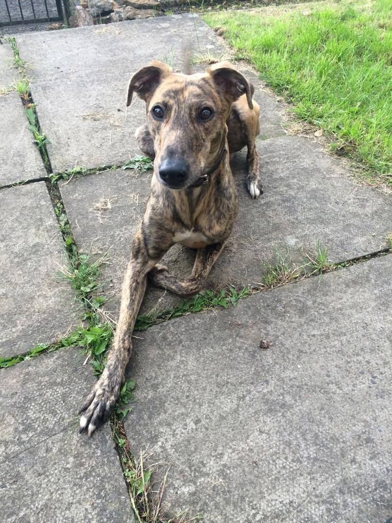 saluki brindle