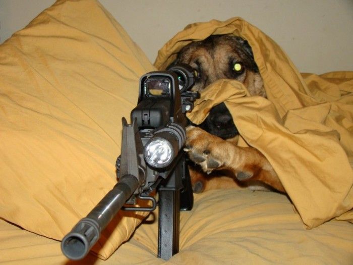 sniper-dog-700x525.jpg