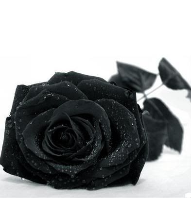 rose Pictures, Images and Photos