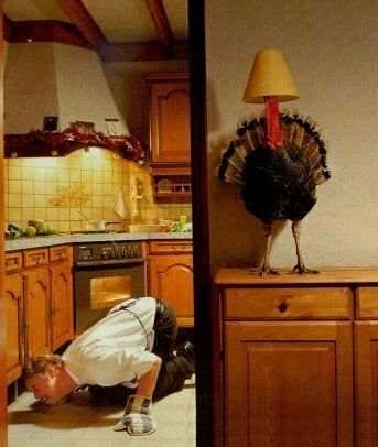 thanksgiving smart turkey Pictures, Images and Photos