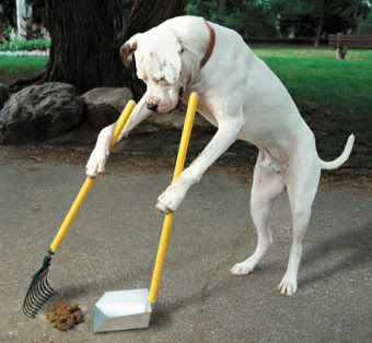 Cleaning-Up-After-Your-Dog.jpg