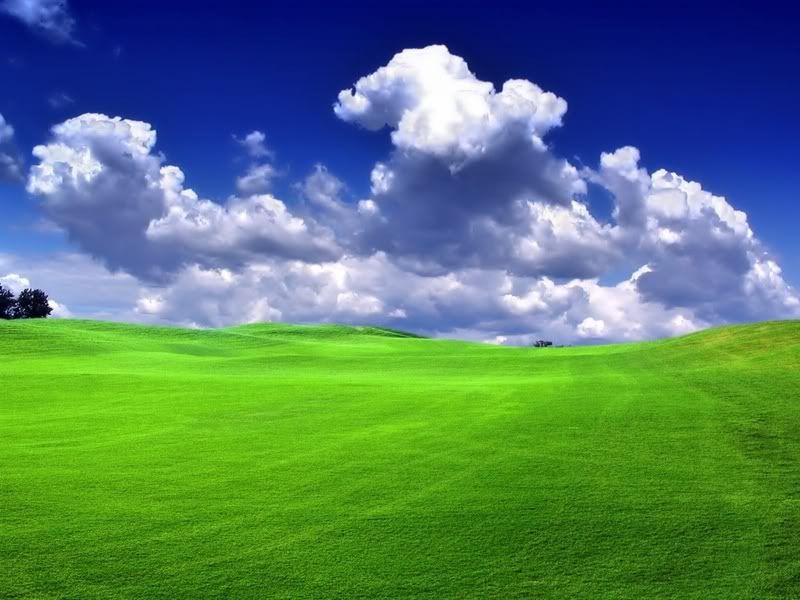 blue sky green grass. green grass.
