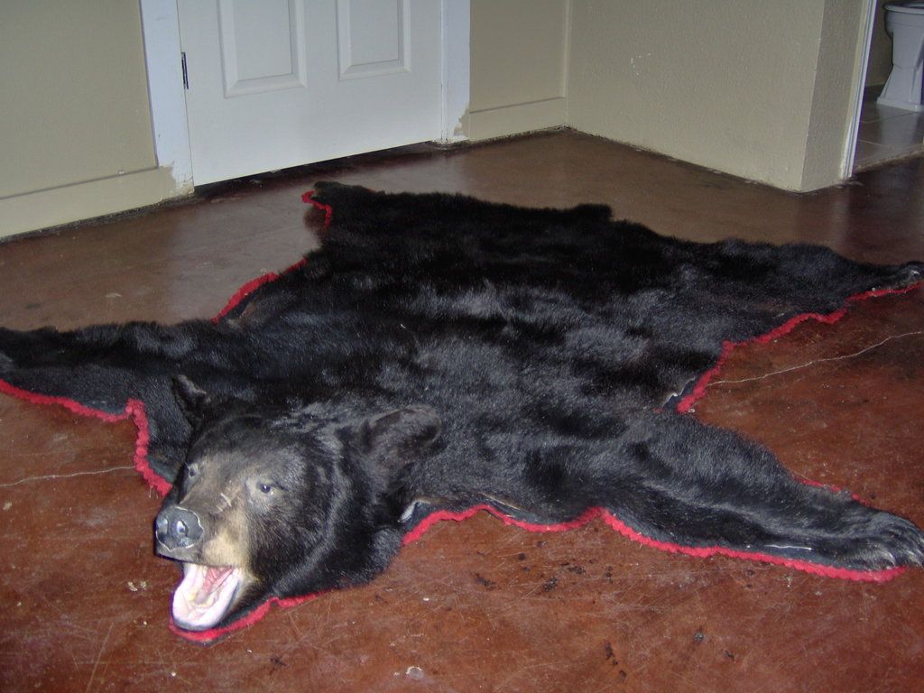 bear rug photo: Black Bear Rug at TrophyZebra.com rsz_hpim1989.jpg