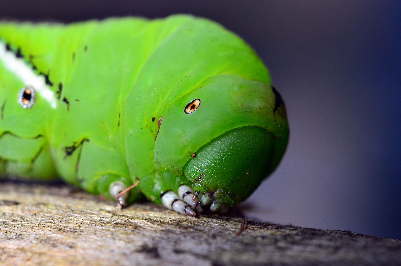 bug2_zpsno8u3gct.jpg