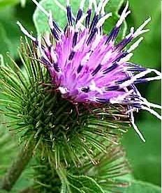 Burdock Pictures, Images and Photos