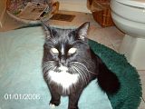 OSCARMYCAT.jpg MY CaT WOW NOT A SNAZZY TITLE image by Random_Hero101