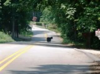 6-27-08_BearYall_t191-1.jpg