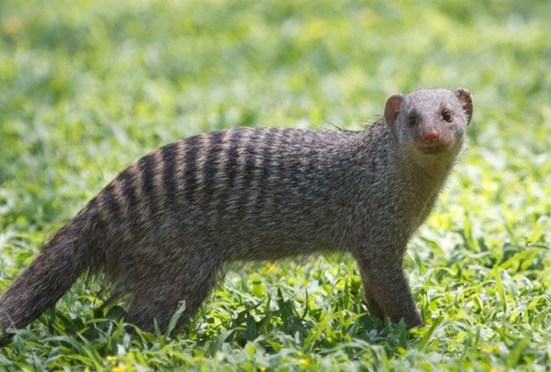 BandedMongoose_051513-617x416_zps4f3bc00