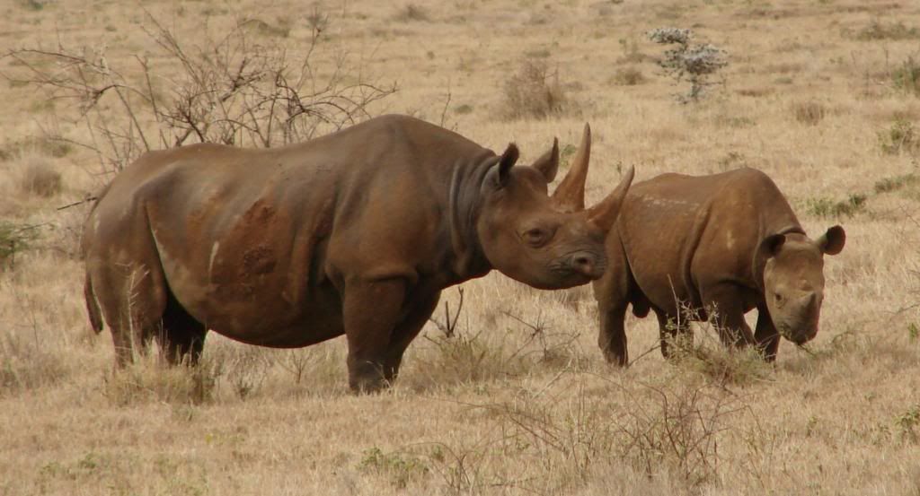 Black_Rhinos_Kenya_zps00580da0.jpg