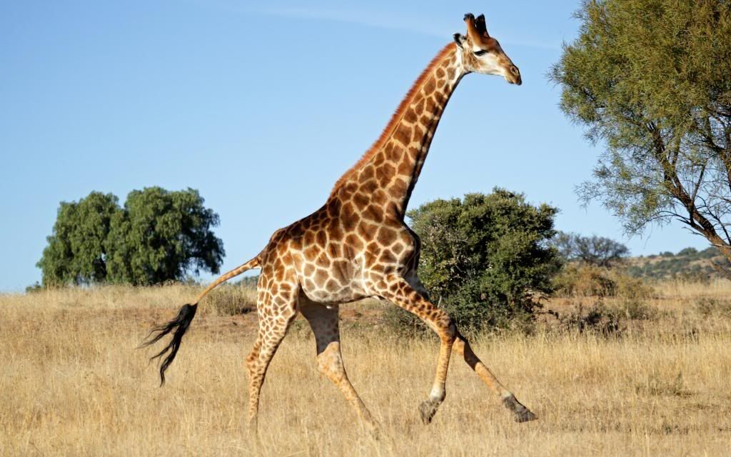 Giraffe1_zps3de34cc0.jpg