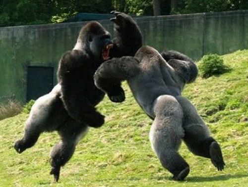 Gorilla-facts-Gorilla-Fight_zpsa18101a5.