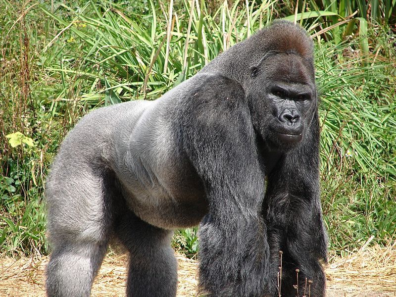 Jock_the_Gorilla_zps3f666e62.jpg