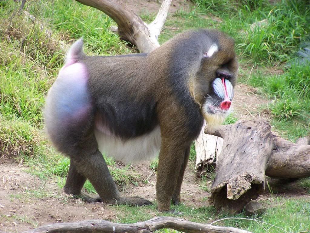 Mandrill_at_san_francisco_zoo_zpsfdd6ddb