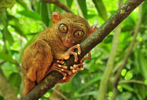 Tarsier_600_zpseba0ecd6.jpg