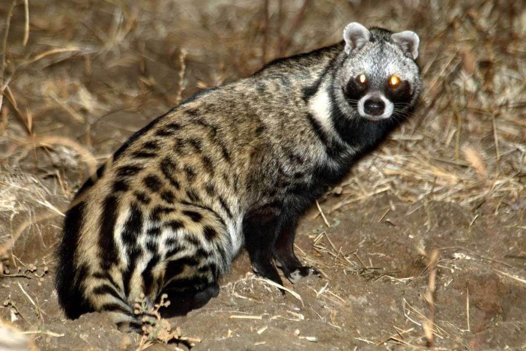 african-civet-wallpapers-12_zps35ed6724.