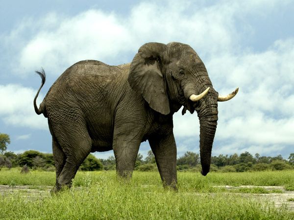 african-elephant_435_600x450_zps2accdb68