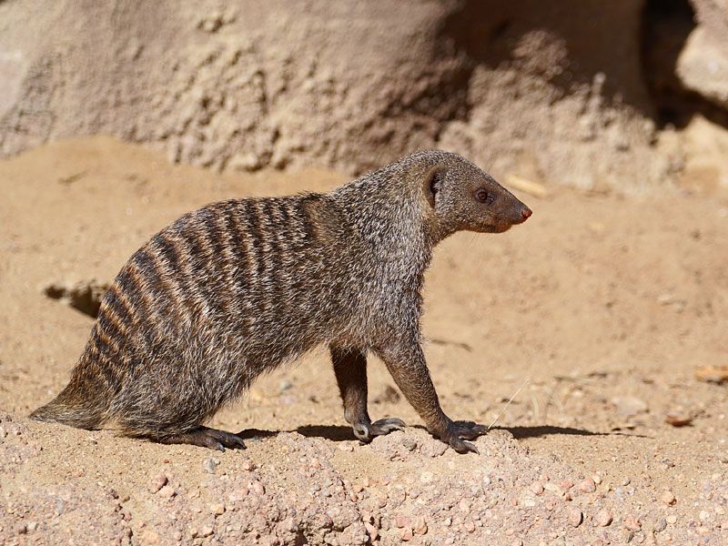 africanbandedmongoose_zps80f46439.jpg