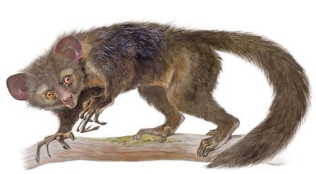 aye-aye-natural-histories-owen_imagelarg