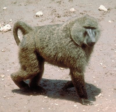 baboon301lg_zpsc0257b85.jpg