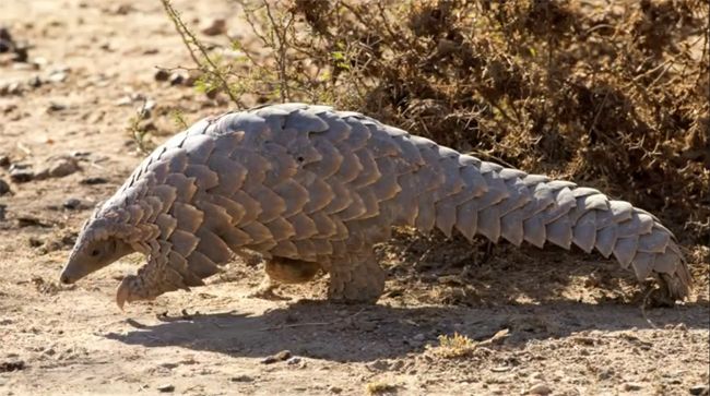 cape-pangolin-from-youtube-video_zpsd666