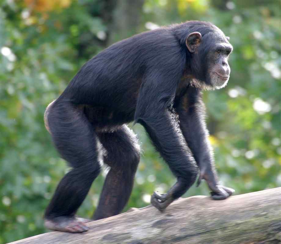 chimpanzee7_zpsf3950b27.jpg