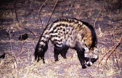 civet_2_zps75b56acc.jpg