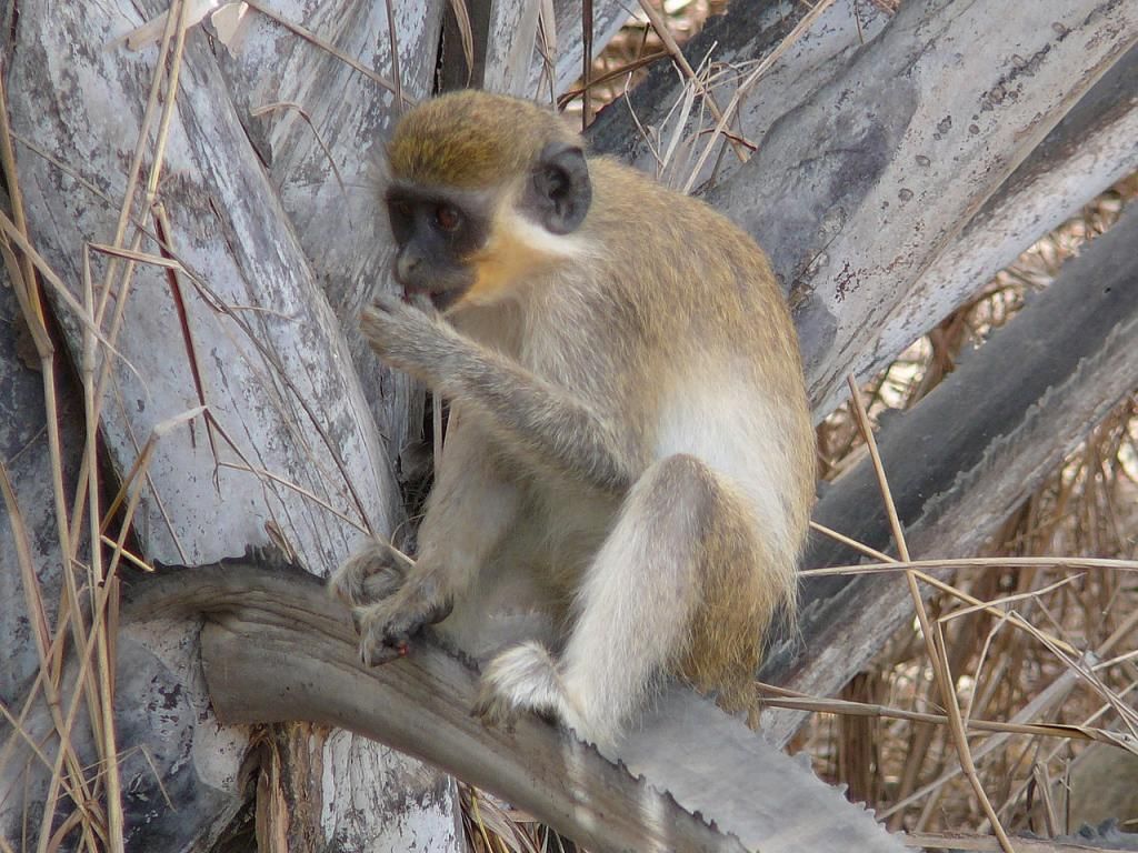 greenmonkey_zps027007f0.jpg