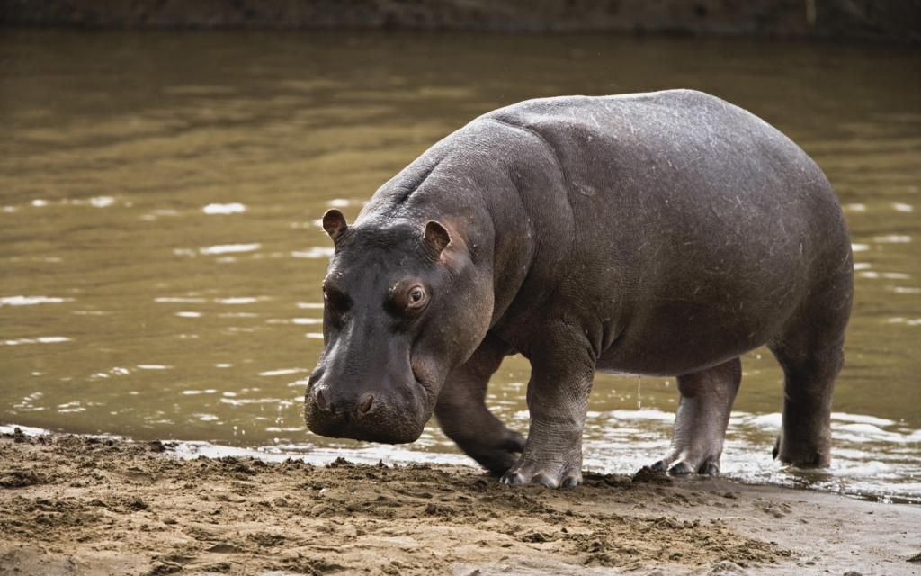 hippopotamus_leaving_the_water-wide_zpsd
