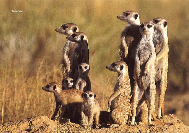 meerkats_zps9a4a3212.jpg
