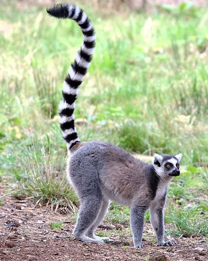 ringtailed-lemur_100814-15_zps89cbc841.j