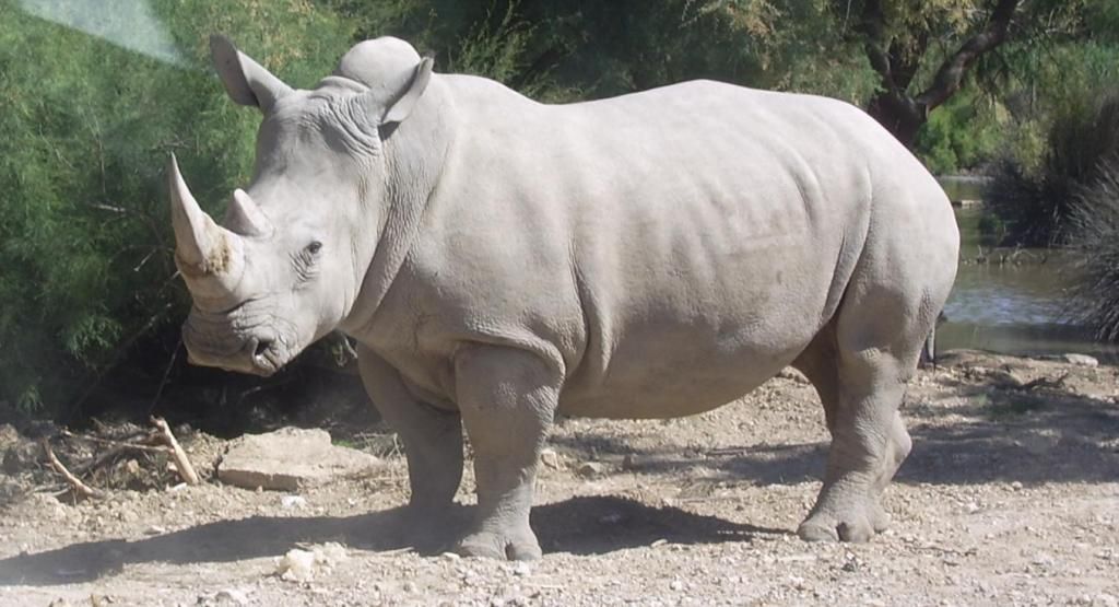 whiterhino_zps9c47562f.jpg