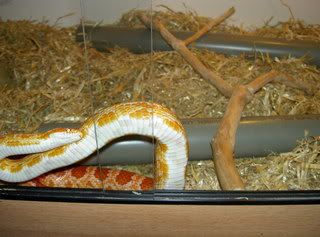animals003.jpg