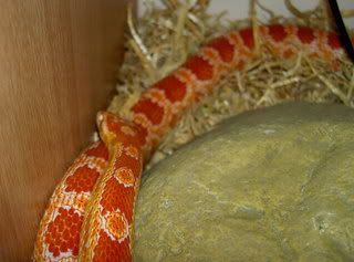 animals004.jpg