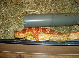 animals005.jpg