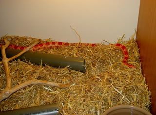 animals007.jpg