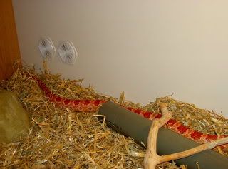 animals008.jpg