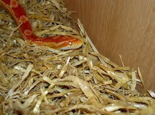 animals009.jpg