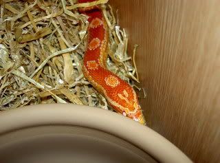 animals010.jpg