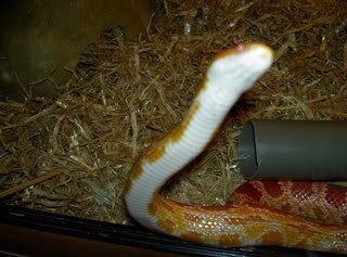 animals012.jpg