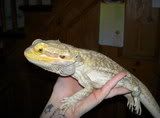 animals020.jpg