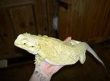 animals029.jpg