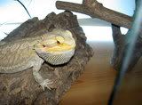 animals032.jpg