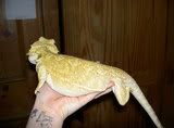 animals033.jpg