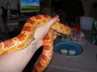 animals034.jpg